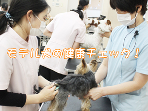 夏休みもモデル犬の健康チェック！